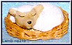 lamb asleep
